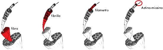 Fibras musculares