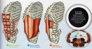 Músculos abdominales