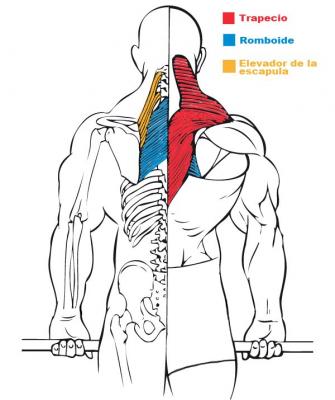 Músculos implicados en el ejercicios de encogimiento de hombros